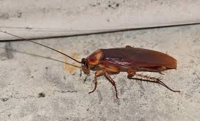 Bi-Monthly Pest Control