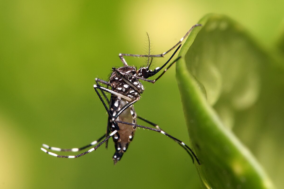 Mosquito Service