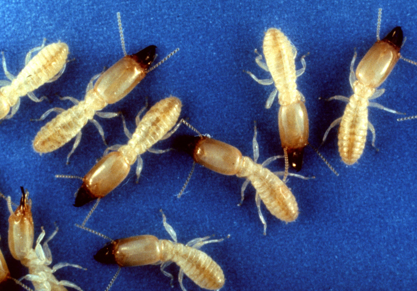 Termite Baiting Control Service